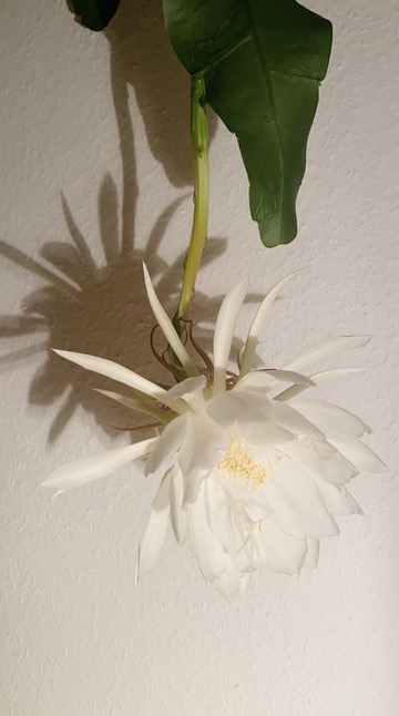 queen of the night cactus blooming Epiphyllum oxypetalum 7